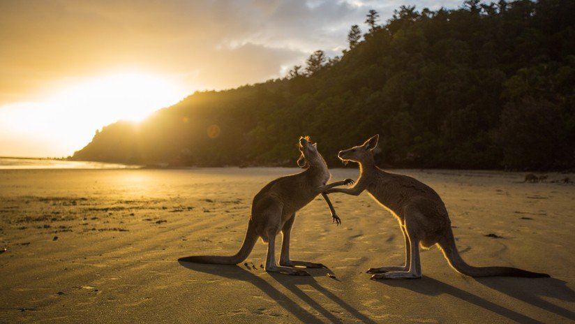 Decenas de canguros aparecen muertos en una playa de Australia tras intentar huir de un incendio forestal (VIDEO, FOTOS)