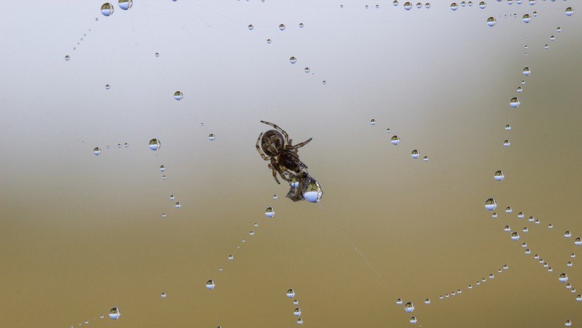 "Agua" en el oído de una mujer resultó ser una araña parda altamente venenosa (FOTO)