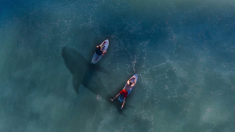 VIDEO: Graban con dron a un grupo de bañistas que surfea sin advertir la presencia de tiburones blancos