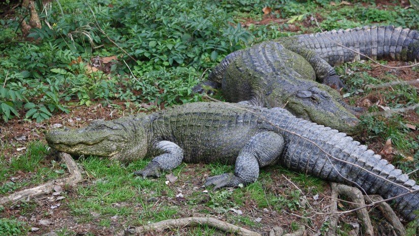 Brutus vs Dominator: turistas presencian el brutal combate de dos enormes cocodrilos en Australia