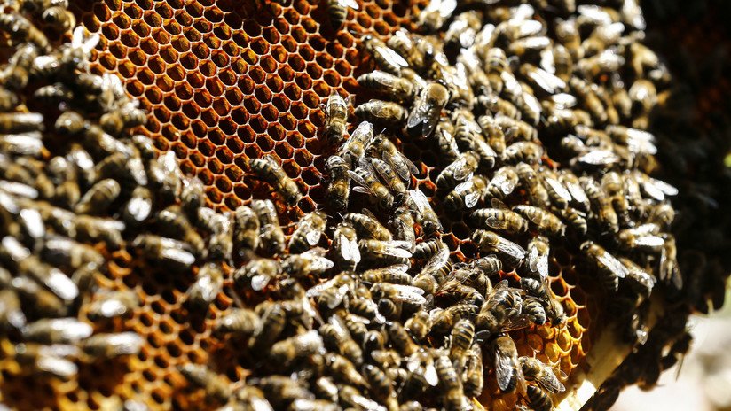 VIDEO: Un enjambre de abejas se adhiere al trasero de un joven como si fuera su colmena