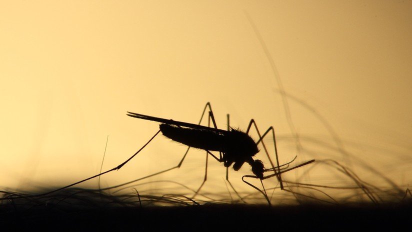 Una picadura de mosquito desencadena un paro cardíaco de tres minutos a una mujer