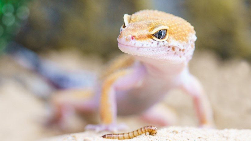 FOTO: Crean al primer lagarto mutante genéticamente modificado