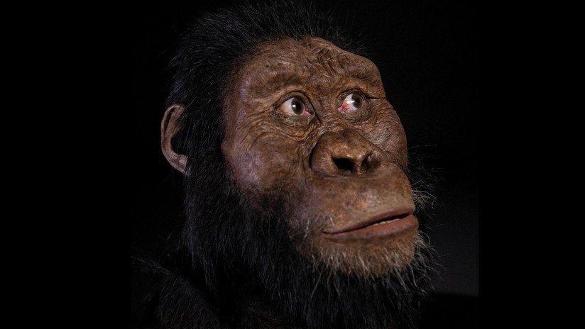 FOTOS: Hallan el cráneo perfectamente preservado de un homínido que vivió hace 3,8 millones de años y reconstruyen su rostro