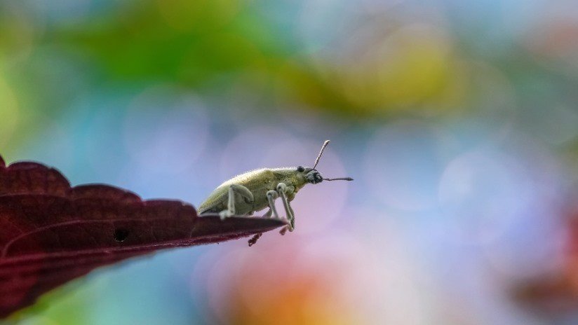 Demandan a Disney World por presencia de insectos en la comida (FOTO)