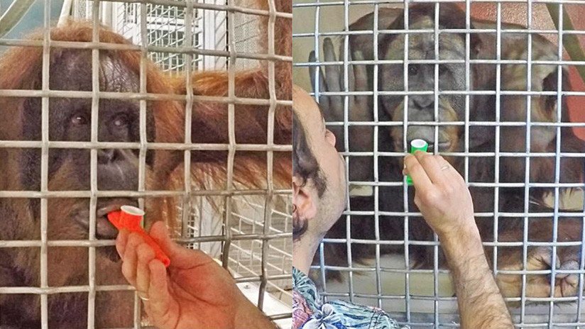 Las capacidades de los orangutanes dan pistas de la evolución del habla humana