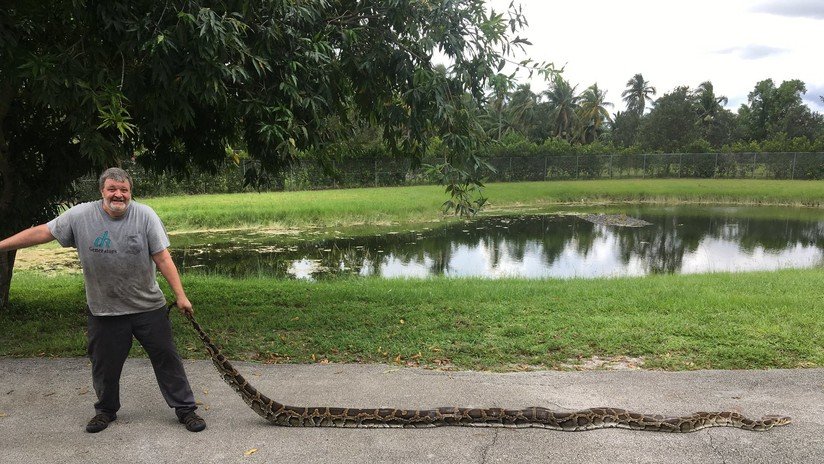 FOTOS: Capturan en Florida dos gigantes pitones que devoraban a especies autóctonas