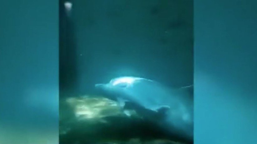 Muere un bebé de delfín de 9 días durante un espectáculo acuático en Bulgaria