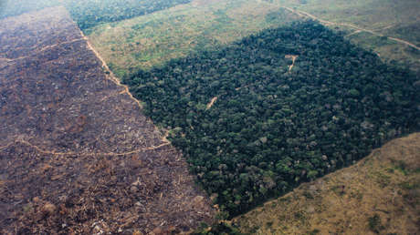 Confirman la alarmante deforestación de la Amazonía brasileña pese a las críticas de Bolsonaro