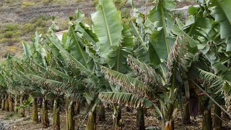 Declaran emergencia sanitaria en Colombia por un hongo en los cultivos bananeros