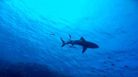 VIDEO: Descubren tiburones que brillan en el fondo marino gracias a un mecanismo único