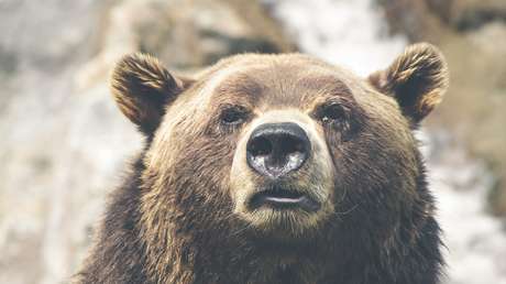 Un oso se cuela en una casa de EE.UU. y escapa atravesando una pared (FOTOS)