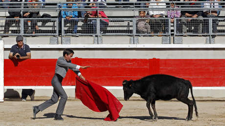 VIDEO: Un toro se desploma de agotamiento durante una corrida de práctica en una escuela taurina