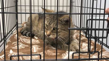 FOTOS: Un gato desaparecido se reúne con su dueña 11 años después