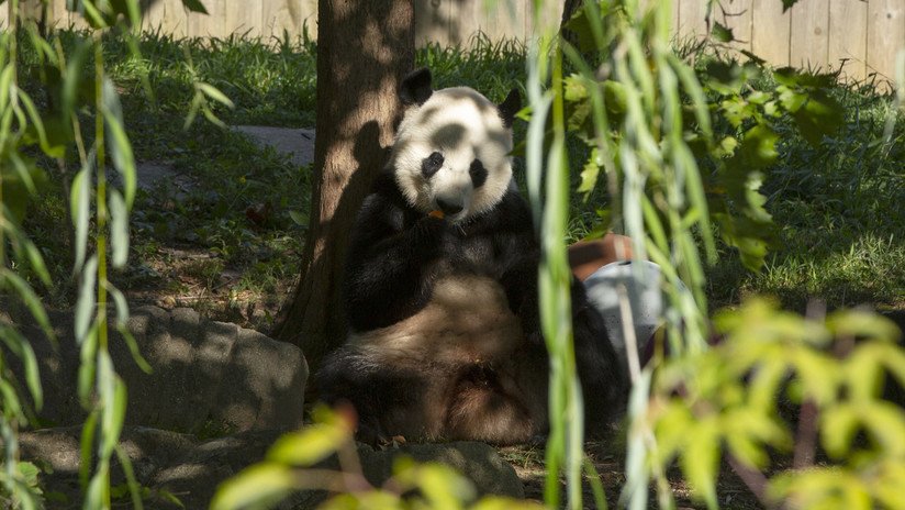 Los pandas del zoológico de Washington podrían sufrir las consecuencias de la guerra comercial entre EE.UU.y China