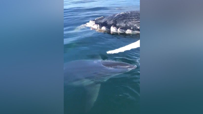 VIDEO: Un tiburón acecha el cadáver de una ballena frente a la sorpresa de pescadores
