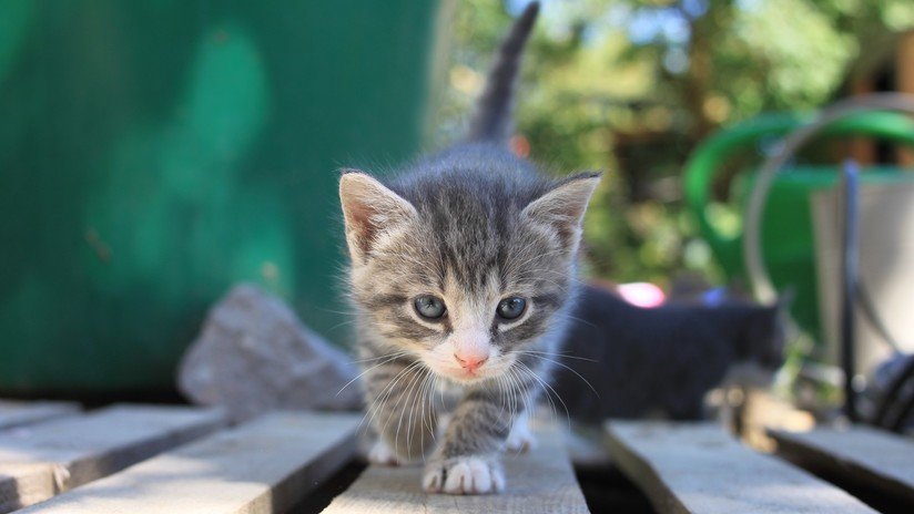 Conozcan al gatito Ajo, pionero en la clonación comercial de animales en China