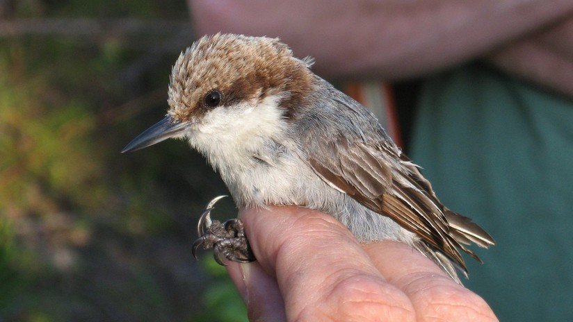 El huracán Dorian podría haber ocasionado la extinción de tres aves endémicas de las Bahamas