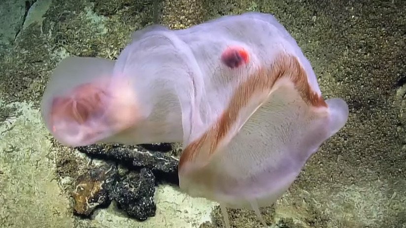 VIDEO: Encuentran una rara medusa translúcida en las profundidades del Pacífico con otro animal alojado en su cuerpo