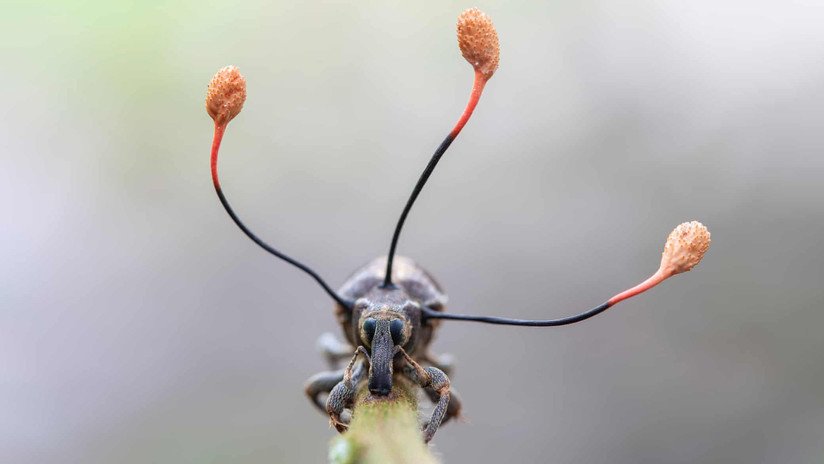 Captan a un hongo 'zombi' que crece desde el interior de un escarabajo