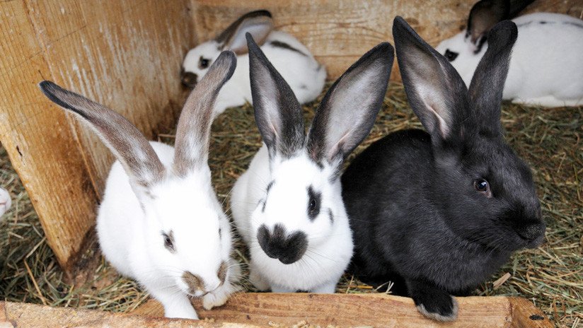 Culpan a los activistas veganos que rescataron a conejos de una granja por la muerte de 90 crías