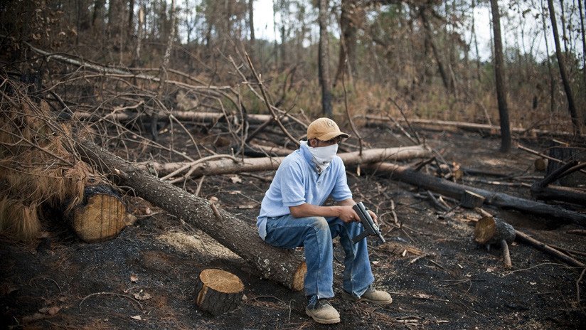 El terror de 'Los Tena': cómo el tráfico ilegal de madera aumentó el desplazamiento en el estado de Michoacán