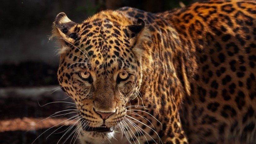 FOTOS: Un jaguar vence a un caimán tras una intensa lucha hasta la muerte