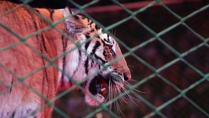 VIDEO: Un tigre aterroriza al público al escapar de su jaula en un circo chino