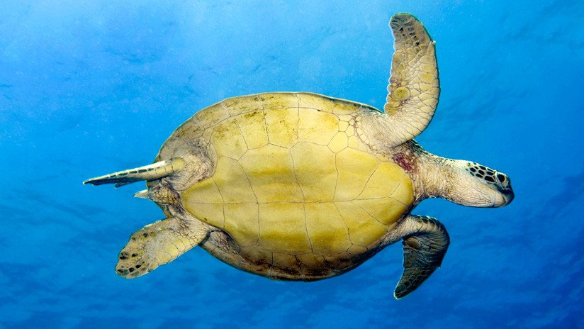VIDEO: Una tortuga marina atravesada por una lanza lucha por su vida