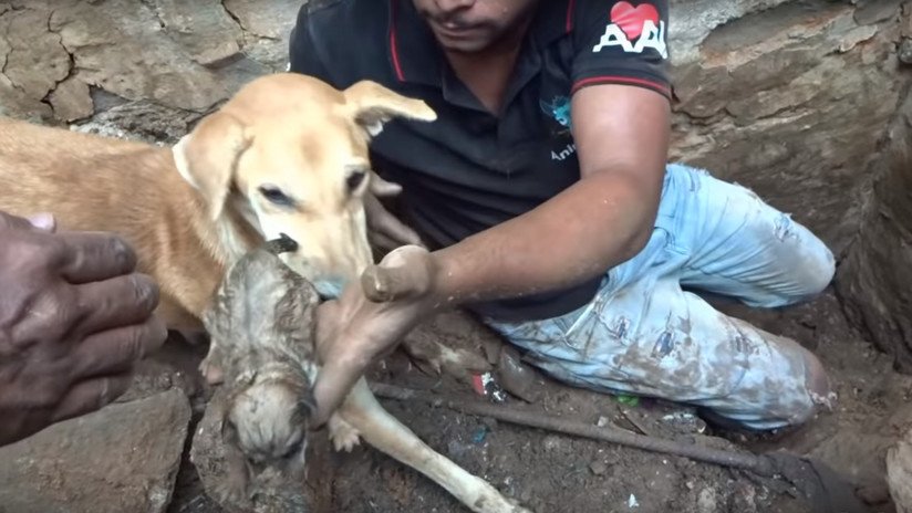 VIDEO: Una perra cava entre los escombros para rescatar a sus cachorros