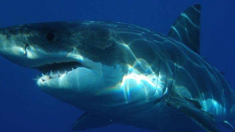VIDEO: Un tiburón blanco ataca a una foca frente a turistas horrorizados