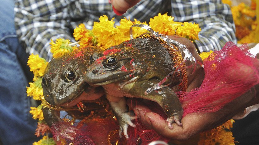 Divorcian a dos ranas que casaron hace dos meses para acabar con las fuertes precipitaciones