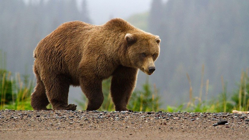 Reportan un aumento en el número de ataques de osos a humanos en todo el mundo