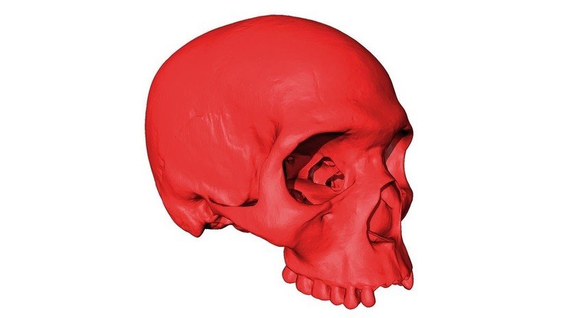 FOTO: Reconstruyen el cráneo del progenitor de nuestros contemporáneos que vivió hace 300.000 años