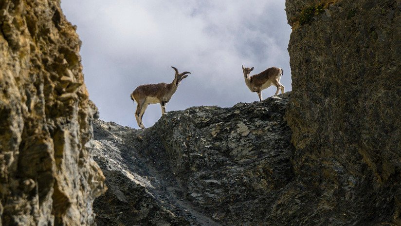 VIDEO: Estas cabras parecen desafiar a la gravedad al descender un acantilado