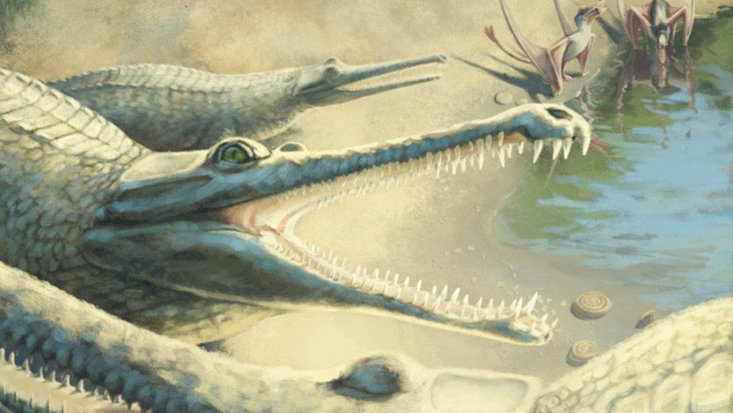 Un prehistórico cocodrilo es identificado 250 años después del hallazgo de sus fósiles