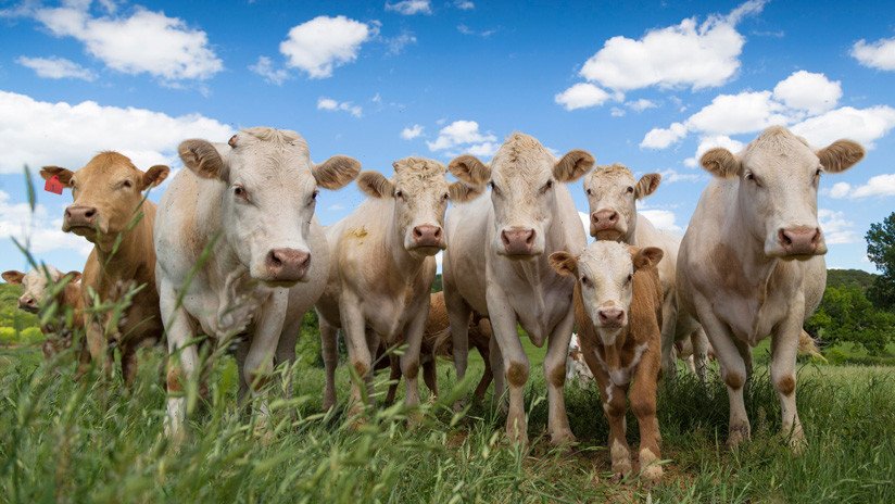 VIDEO: Una tormenta eléctrica mata a 23 vacas que pastaban a lo largo de un cerco de alambre en EE.UU.