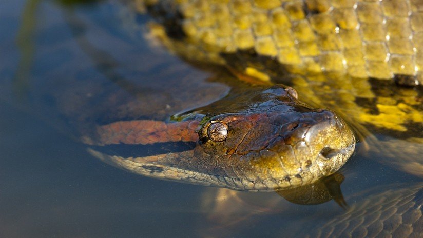 VIDEO: Dos buceadores logran filmar una gran anaconda en el fondo de un río brasileño
