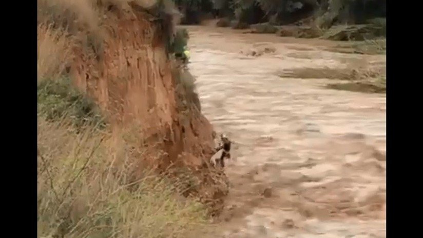 VIDEO: La Guardia Civil española rescata a un perro que había quedado varado por las inundaciones
