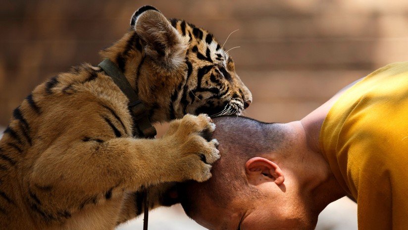 Confirman que más de la mitad de los tigres rescatados de un templo budista tailandés han muerto