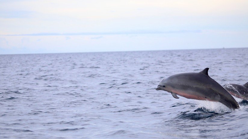 Descubren que los delfines cada vez son más resistentes a los antibióticos por culpa de los humanos
