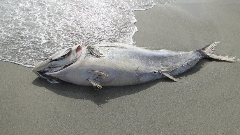 FOTOS, VIDEO: Cierran varias playas españolas ante la llegada de cientos de atunes muertos por el temporal