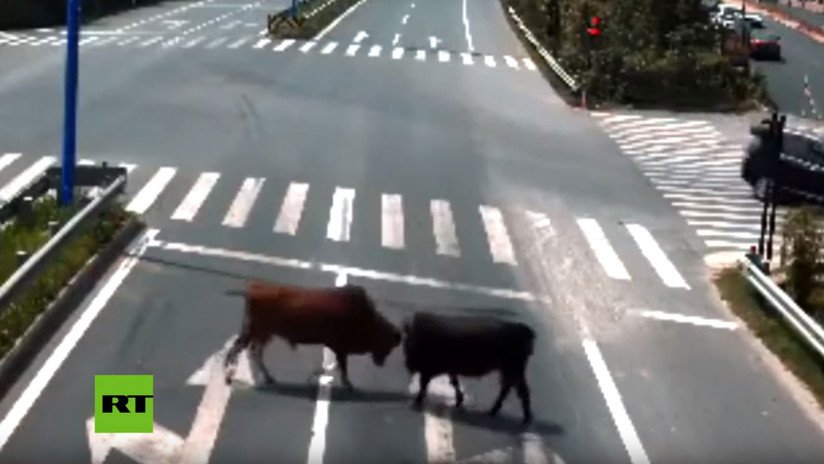 VIDEO: Una pelea de toros en medio de una autopista paraliza el tránsito en China