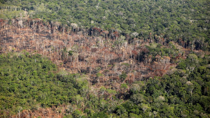 Denuncian que la deforestación de la Amazonia está impulsada por organizaciones criminales
