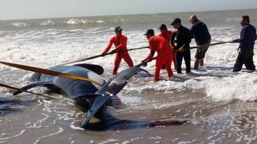 Un operativo de rescate marítimo salva a seis orcas en Argentina