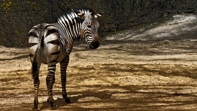 VIDEO, FOTOS: Avistan en África una cebra con puntos en lugar de rayas