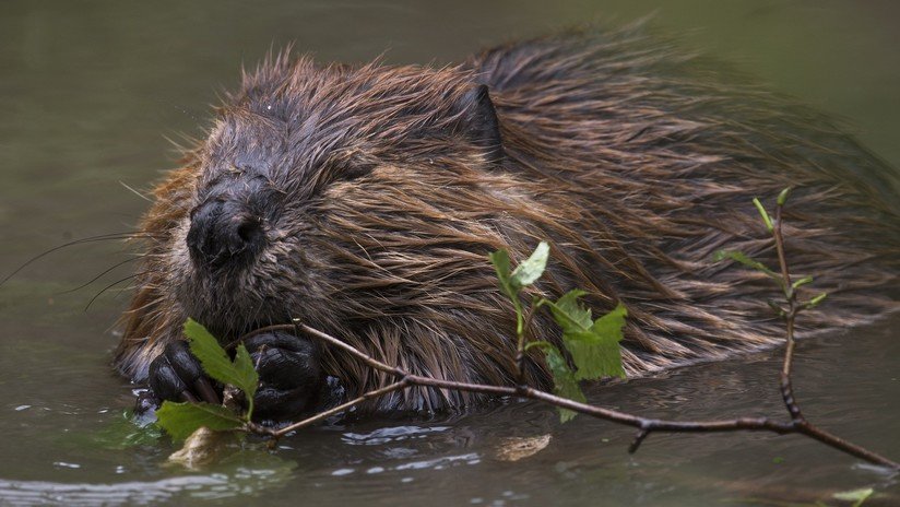 VIDEO: Graban un tempestuoso 'sparring' de dos castores en un río de Escocia