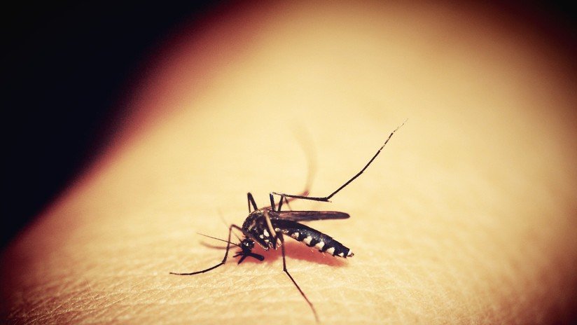 Pasa de estar completamente sano a tener muerte cerebral en 9 días por un raro virus transmitido por mosquitos