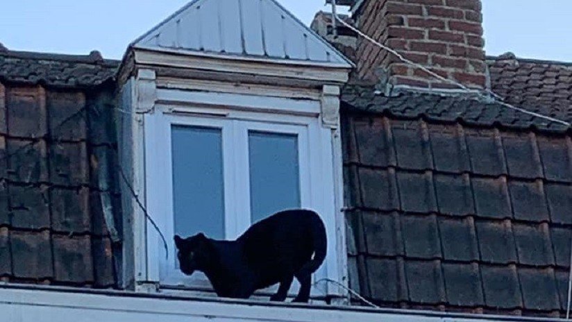 VIDEO: Una pantera negra deambula por los tejados de un pueblo francés cual gato callejero