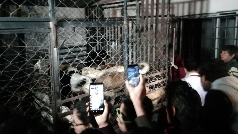 Detienen a una mujer en México que capturaba perros: pedía rescate o los congelaba presuntamente para vender la carne